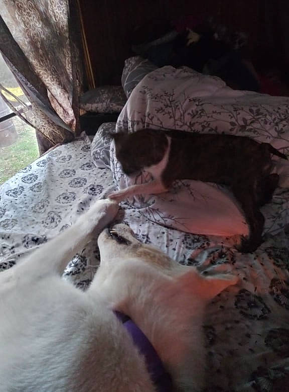 Rascall is registered to the contest to win money with this photo: canidae, carnivore, cat, comfort, darkness, domestic_short_haired_cat, fawn, felidae, flesh, fur, human_leg, linens, paw, room, small_to_medium_sized_cats, sporting_group, tail, whiskers, wildlife, wood