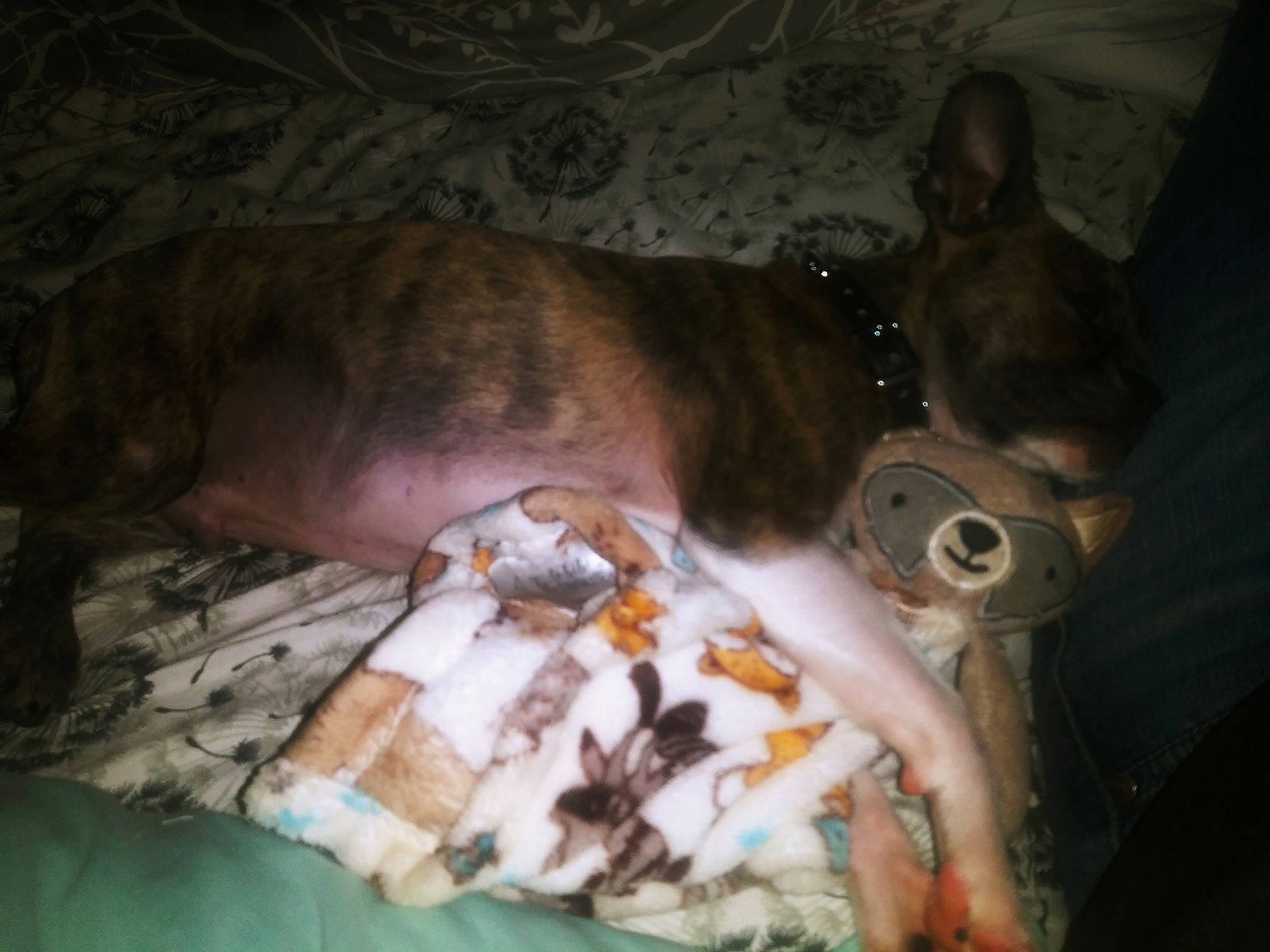 Rascall joined the competition — help win amazing prizes! canidae, carnivore, collar, comfort, companion_dog, dog, dog_breed, dog_supply, ear, fawn, flesh, fur, guard_dog, liver, snout, sporting_group, tail, toy_dog, whiskers, working_animal