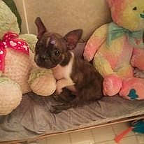 Rascall joined the competition — help win amazing prizes! canidae, carnivore, chihuahua, companion_dog, dog, dog_breed, dog_supply, ear, fawn, felidae, liver, paw, photo_caption, snout, stuffed_toy, tail, toy, toy_dog, whiskers, working_animal