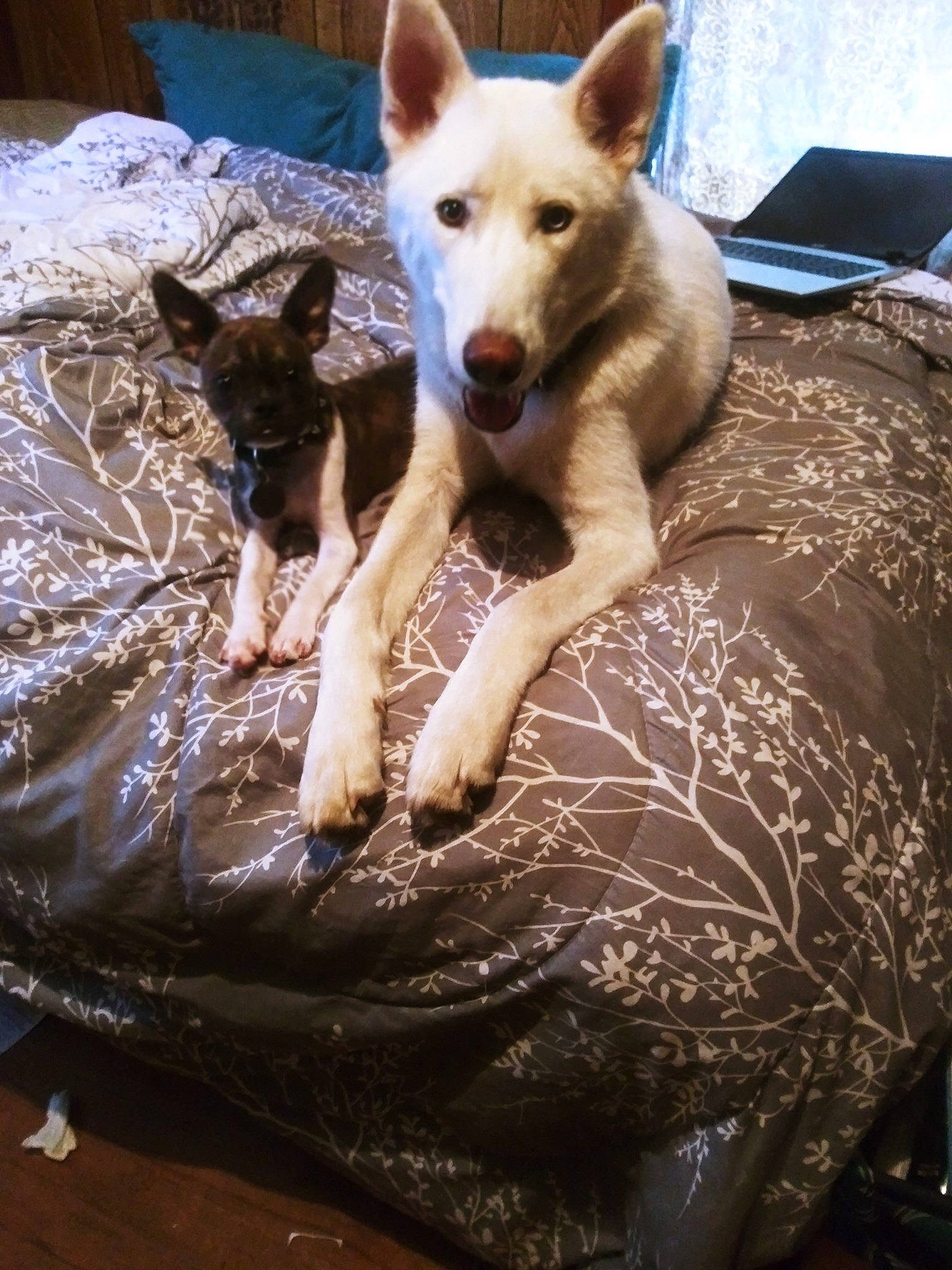 Koda joined the competition — help win amazing prizes! canidae, carnivore, comfort, companion_dog, dog, dog_breed, fawn, flooring, foot, fur, herding_dog, linens, non_sporting_group, paw, snout, sporting_group, tail, terrestrial_animal, working_animal, working_dog