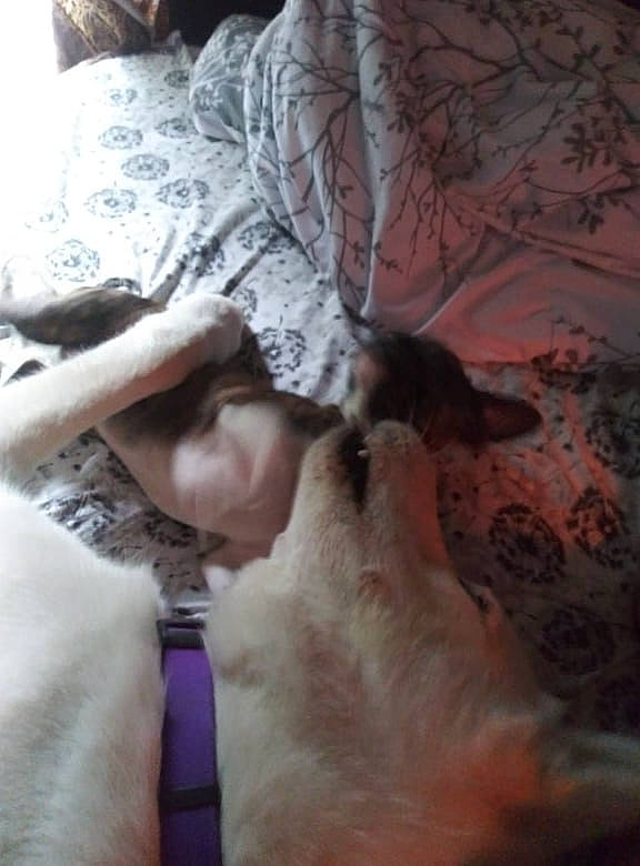 Koda joined the competition — help win amazing prizes! bed, bedding, carnivore, comfort, companion_dog, felidae, flesh, fur, gesture, human_leg, linens, nap, pattern, paw, room, small_to_medium_sized_cats, tail, textile, thigh, whiskers