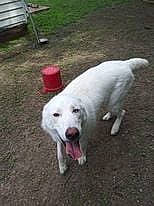 Koda is registered to the contest to win money with this photo: carnivore, companion_dog, composite_material, dog, dog_breed, event, grass, liquid, non_sporting_group, snout, sporting_group, tail, terrestrial_animal, working_animal