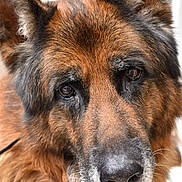 Jogger a rejoint le concours — aidez-le/la à gagner de superbes lots ! dog, german_shepherd, close_up, portrait, animal, pet, fur, ears, nose, whiskers, brown, black, eyes, canine, muzzle, face, domestic_animal, looking, outdoor, friendly