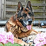 Jogger a rejoint le concours — aidez-le/la à gagner de superbes lots ! dog, german_shepherd, animal, pet, tongue_out, grass, flowers, pink_flowers, garden, outdoor, wooden_fence, relaxed, lying_down, canine, nature, playful, fur, ears, snout, summer
