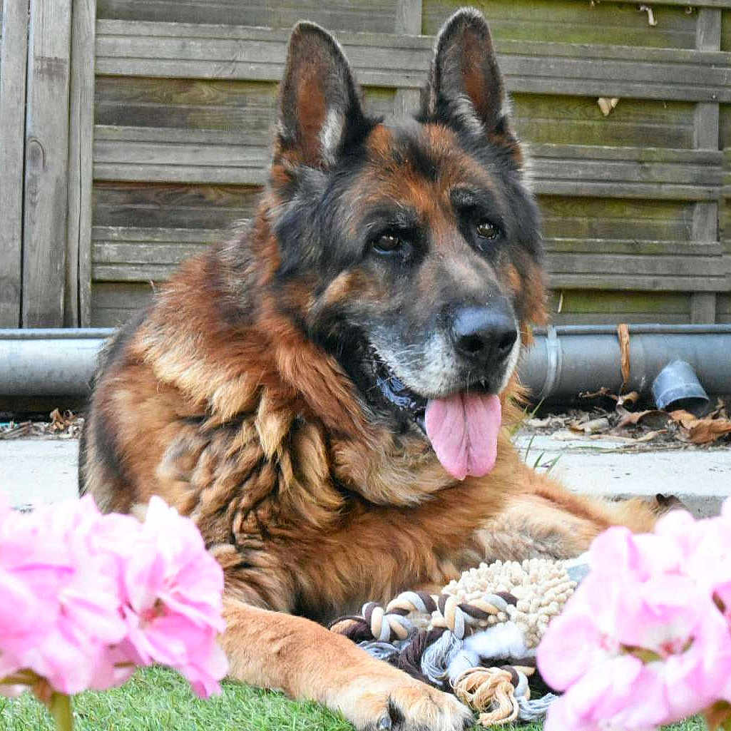 Jogger a rejoint le concours — aidez-le/la à gagner de superbes lots ! animal, canine, dog, ears, flowers, fur, garden, german_shepherd, grass, lying_down, nature, outdoor, pet, pink_flowers, playful, relaxed, snout, summer, tongue_out, wooden_fence