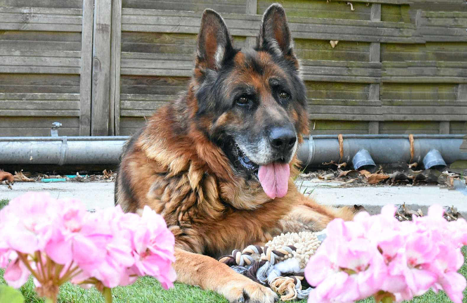 Jogger a rejoint le concours — aidez-le/la à gagner de superbes lots ! dog, german_shepherd, animal, pet, tongue_out, grass, flowers, pink_flowers, garden, outdoor, wooden_fence, relaxed, lying_down, canine, nature, playful, fur, ears, snout, summer
