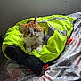 Socker participe au concours pour gagner de l'argent avec cette photo : cat, orange_cat, white_cat, fur, pet, bed, blanket, jacket, reflective_jacket, yellow_jacket, indoor, cozy, relaxed, curious, fur_texture, animal, domestic_cat, resting, cute, soft