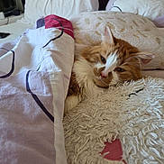 Socker a rejoint le concours — aidez-le/la à gagner de superbes lots ! cat, bed, blanket, pillow, orange_cat, white_fur, cozy, sleepy, indoor, feline, fur, resting, cute, pet, soft, comfort, animal, domestic, relaxing, head