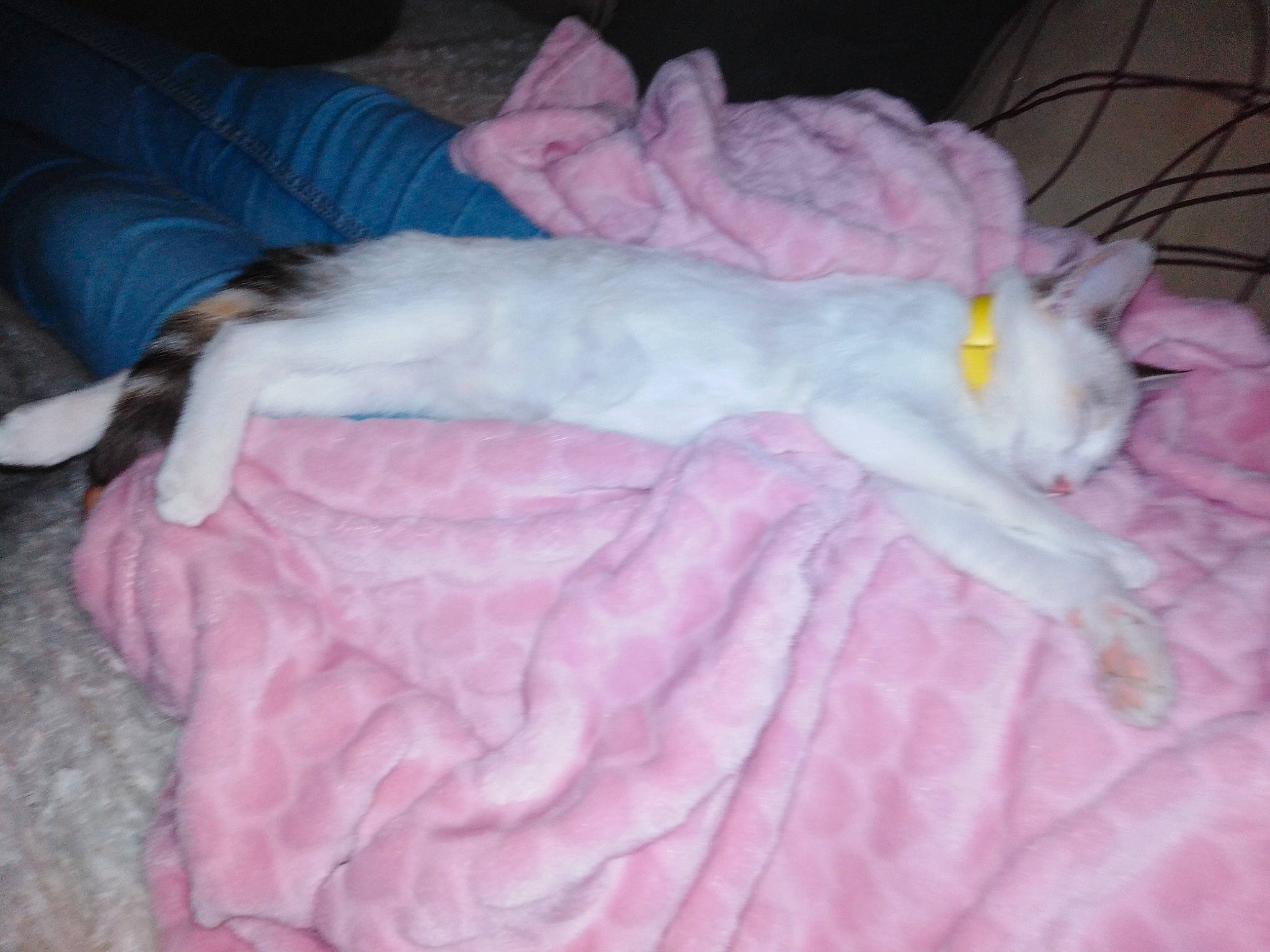 Pixelle a rejoint le concours — aidez-le/la à gagner de superbes lots ! bed, bed_sheet, blanket, canidae, cat, fawn, fur, linens, nap, pink, sleep, tail, textile