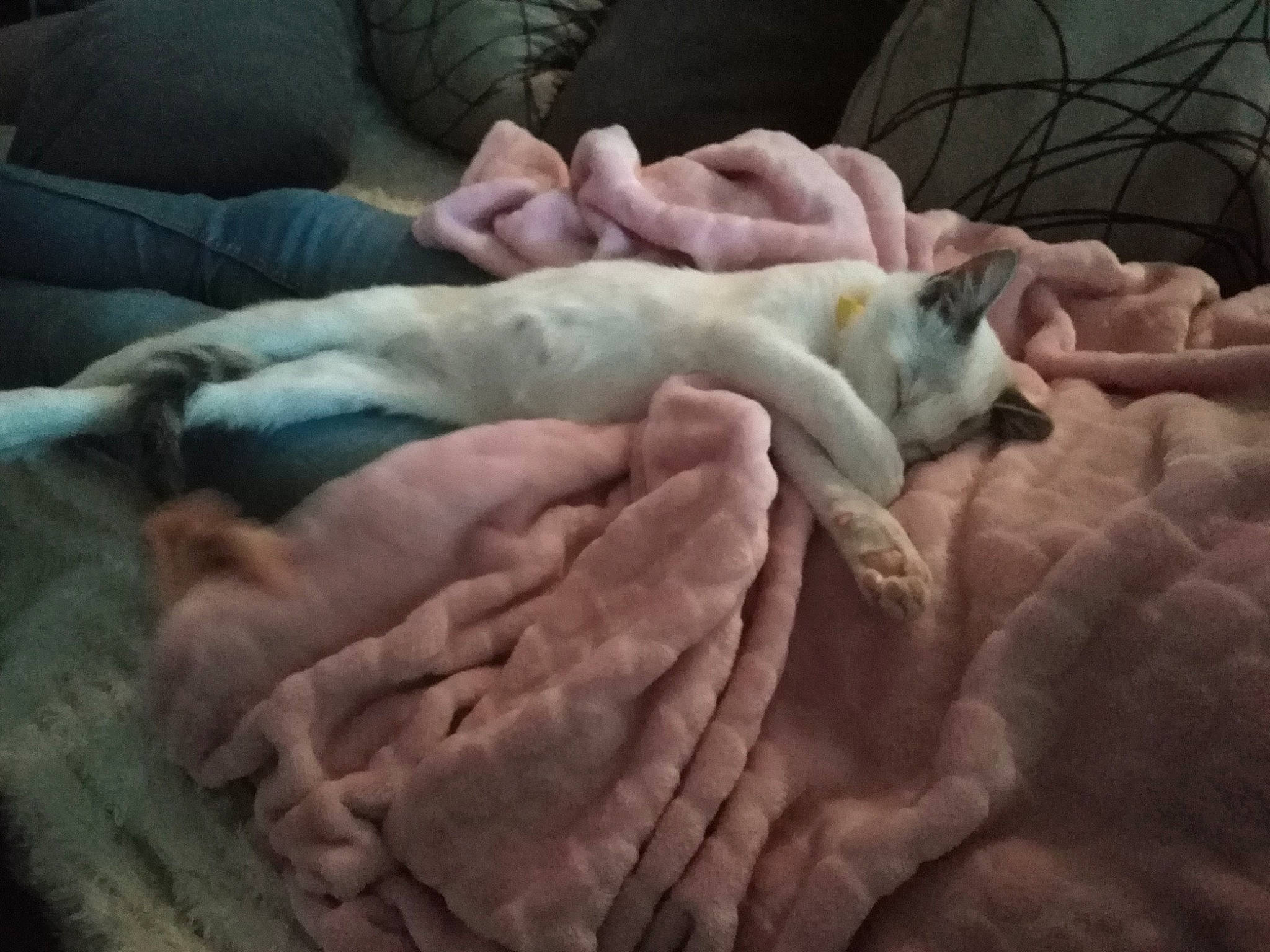 Pixelle a rejoint le concours — aidez-le/la à gagner de superbes lots ! cat, child, felidae, hand, nap, non_sporting_group, sleep, sphynx