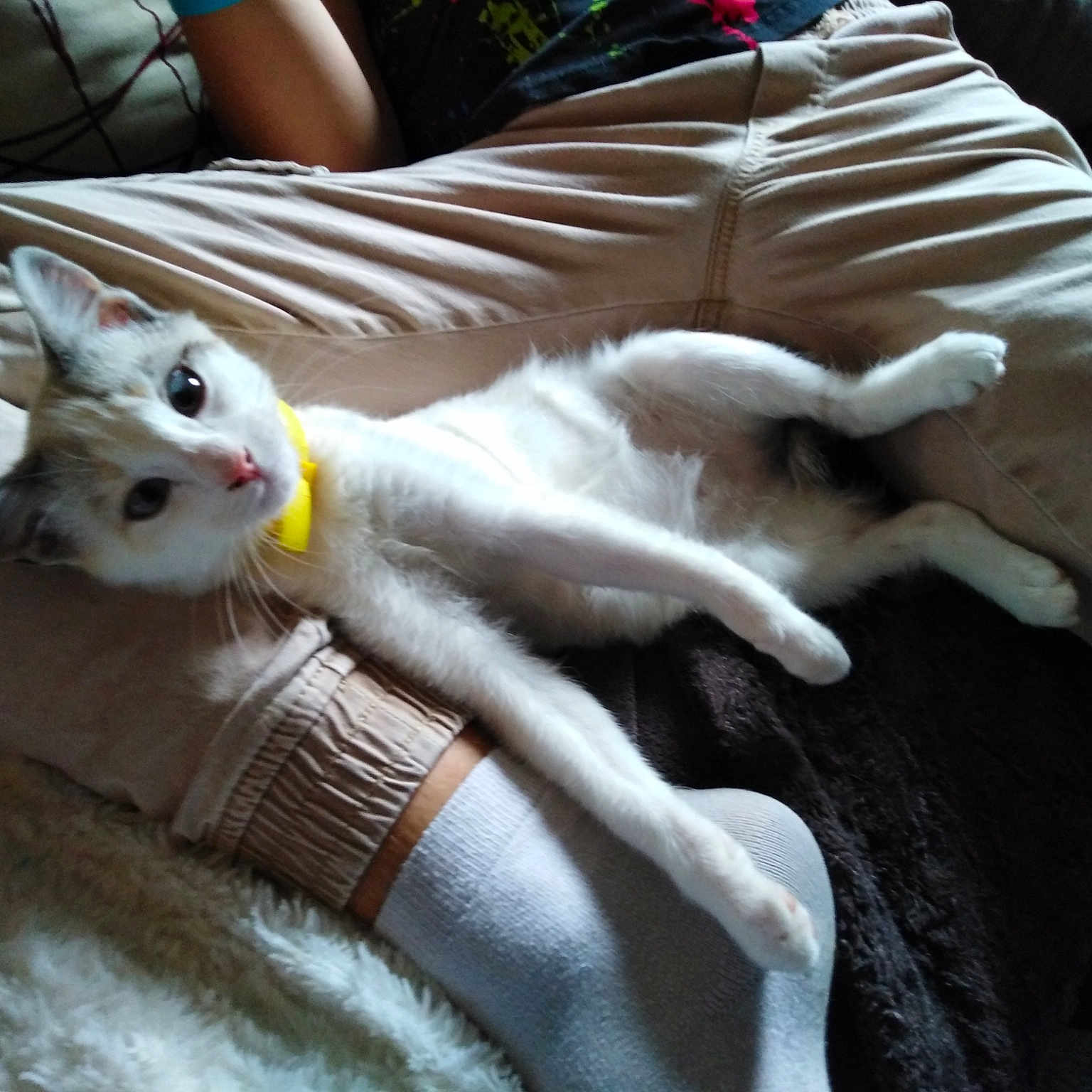 Pixelle