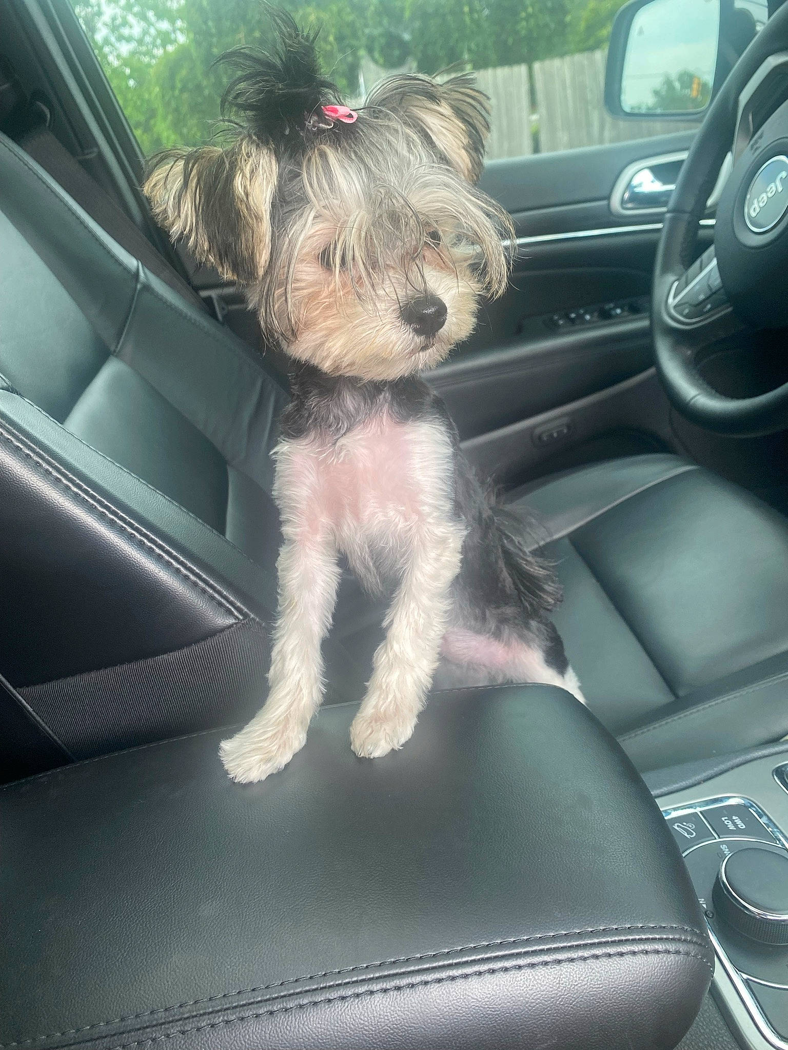 Dutchess is registered to the contest to win money with this photo: auto_part, automotive_design, automotive_exterior, automotive_window_part, car, car_seat, car_seat_cover, carnivore, companion_dog, dog, dog_breed, glass, light, motor_vehicle, personal_luxury_car, steering_wheel, toy_dog, vehicle, vehicle_door, windshield