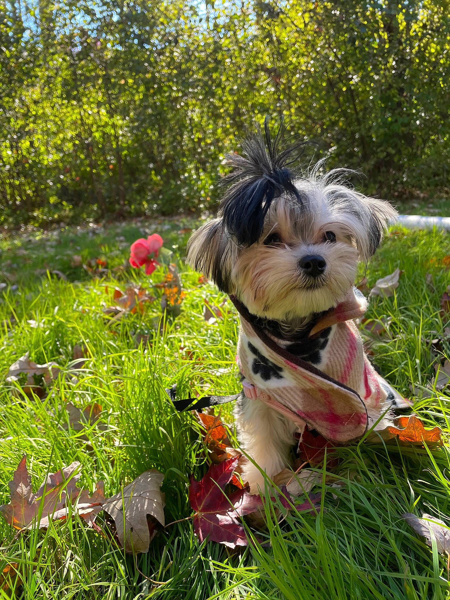 Dutchess joined the competition — help win amazing prizes! canidae, carnivore, companion_dog, dog, dog_breed, dog_supply, flower, garden, grass, groundcover, plant, shrub, small_terrier, sporting_group, terrier, toy_dog, tree, water_dog, working_animal, yard