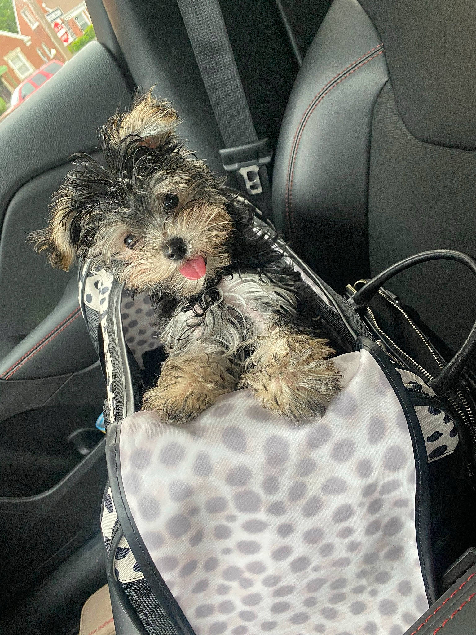 Dutchess is registered to the contest to win money with this photo: auto_part, automotive_design, car, car_seat, car_seat_cover, carnivore, comfort, companion_dog, dog, dog_breed, dog_supply, head_restraint, luxury_vehicle, motor_vehicle, personal_luxury_car, radio, snout, toy_dog, vehicle, vehicle_door