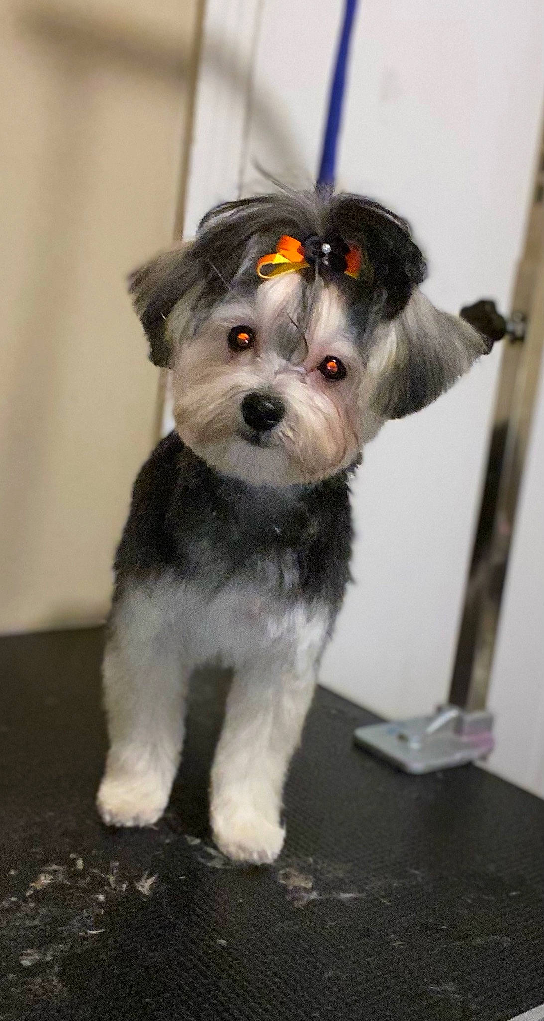 Dutchess joined the competition — help win amazing prizes! canidae, carnivore, collar, companion_dog, dog, dog_breed, dog_clothes, dog_collar, dog_supply, fashion_accessory, fur, non_sporting_group, schnauzer, small_terrier, snout, sporting_group, tail, terrier, toy_dog, working_animal