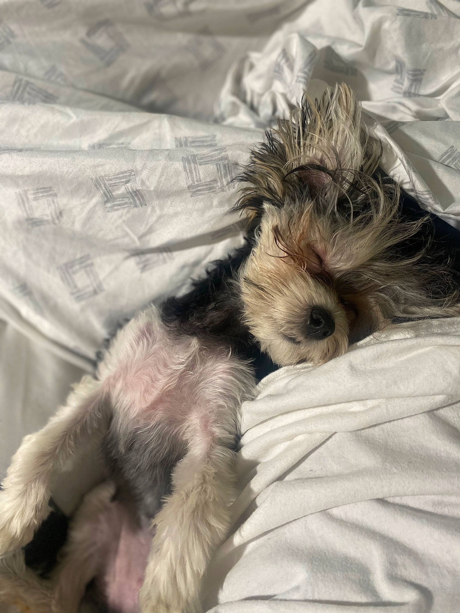 Dutchess joined the competition — help win amazing prizes! canidae, carnivore, comfort, companion_dog, dog, dog_breed, fawn, felidae, fur, paw, puppy_love, small_terrier, small_to_medium_sized_cats, snout, sporting_group, tail, terrier, toy, toy_dog, whiskers