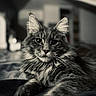 Alvaro participe au concours pour gagner de l'argent avec cette photo : cat, feline, long_hair, fluffy, maine_coon, portrait, close_up, whiskers, ears, eyes, nose, paws, lying_down, relaxed, indoor, home, furniture, monochrome, black_and_white, pet