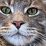 Alvaro participe au concours pour gagner de l'argent avec cette photo : cat, animal, pet, portrait, close_up, face, eyes, green_eyes, whiskers, fur, fluffy, gray_fur, white_fur, pink_nose, muzzle, indoor, photography, centered_composition, black_borders, cute