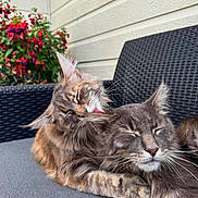 Alvaro a rejoint le concours — aidez-le/la à gagner de superbes lots ! cats, two_cats, maine_coon, fluffy, long_hair, feline, pet, animal, sleeping, relaxed, cuddling, affectionate, whiskers, ears, fur, outdoor, patio, chair, flowers, house_siding