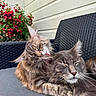 cats, two_cats, maine_coon, fluffy, long_hair, feline, pet, animal, sleeping, relaxed, cuddling, affectionate, whiskers, ears, fur, outdoor, patio, chair, flowers, house_siding