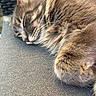 cat, long_haired_cat, sleeping, sleepy, fluffy, fur, whiskers, closed_eyes, pink_nose, pet, animal, relaxed, cozy, cushion, chair, outdoor, sunlight, close_up, portrait, brown_gray