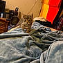 animal, bed, blanket, cat, colorful_cloth, cozy, curious, cute, fan, furniture, indoor, kitten, pet, room, small, soft_texture, tabby, wall, wooden_drawer, young