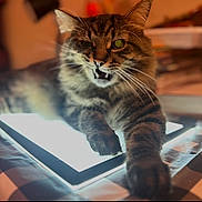 Butters joined the competition — help win amazing prizes! cat, tabby_cat, indoor, tablet, glowing_screen, paw, striped_fur, feline, pet, cozy, warm_lighting, tablecloth, black_and_white_pattern, relaxed, mouth_open, whiskers, close_up, household, technology, curious