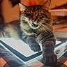 cat, tabby_cat, indoor, tablet, glowing_screen, paw, striped_fur, feline, pet, cozy, warm_lighting, tablecloth, black_and_white_pattern, relaxed, mouth_open, whiskers, close_up, household, technology, curious