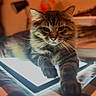 Butters is registered to the contest to win money with this photo: cat, tabby, tablet, glowing, indoor, furniture, striped, paw, relaxed, cozy, warm_lighting, feline, technology, blurred_background, resting, cute, pet, animal, home, soft_light