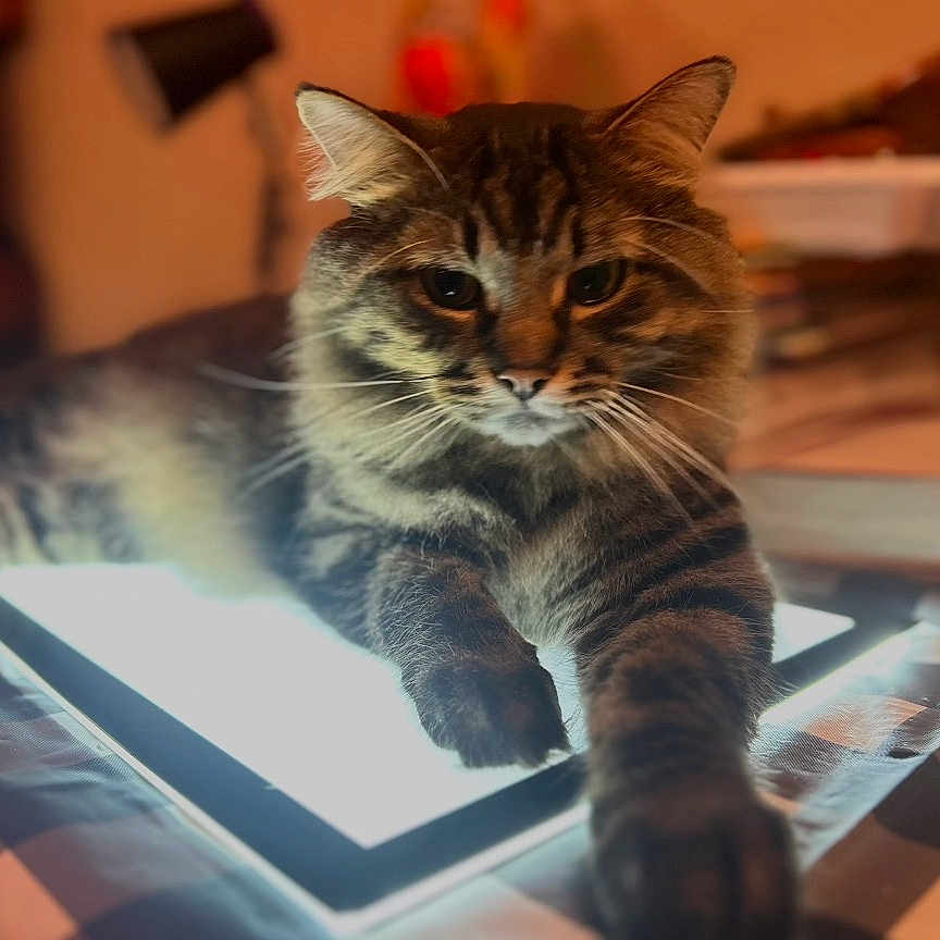 Butters is registered to the contest to win money with this photo: cat, tabby, tablet, glowing, indoor, furniture, striped, paw, relaxed, cozy, warm_lighting, feline, technology, blurred_background, resting, cute, pet, animal, home, soft_light