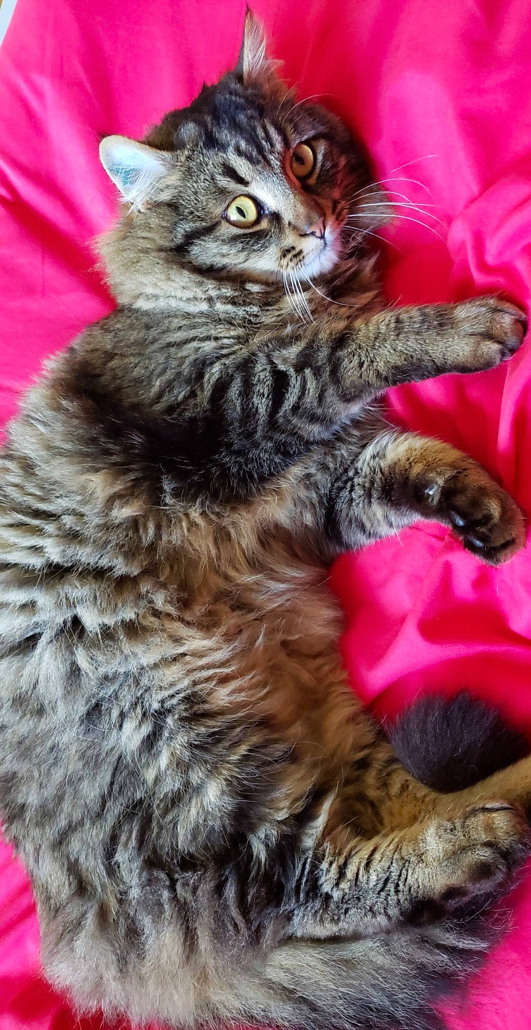 Loulou participe au concours pour gagner de l'argent avec cette photo : carnivore, cat, claw, domestic_short_haired_cat, felidae, fur, magenta, paw, small_to_medium_sized_cats, snout, tail, terrestrial_animal, whiskers, wildlife