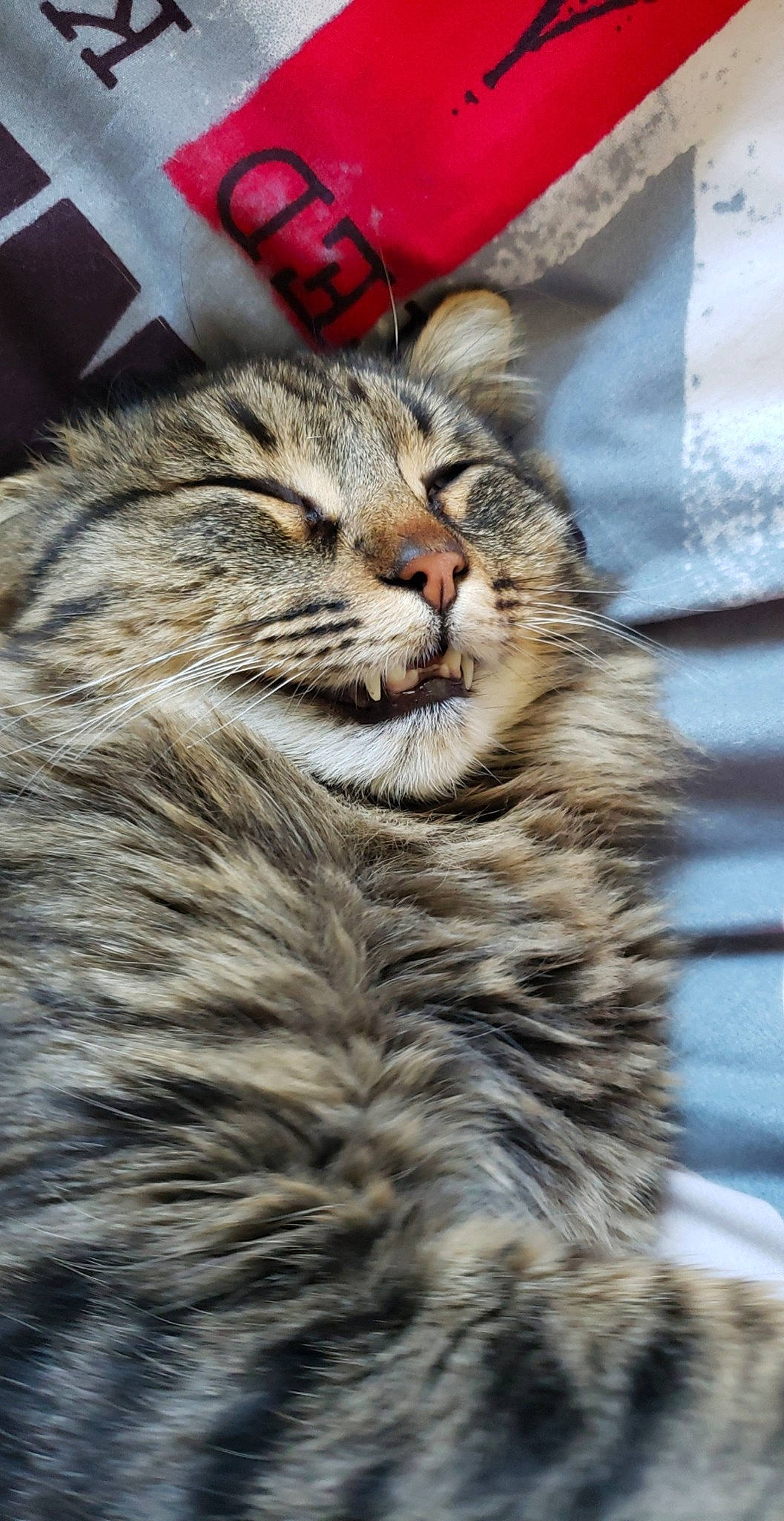 Loulou a rejoint le concours — aidez-le/la à gagner de superbes lots ! carnivore, cat, claw, close_up, domestic_short_haired_cat, felidae, fur, maine_coon, paw, small_to_medium_sized_cats, snout, terrestrial_animal, whiskers, wildlife