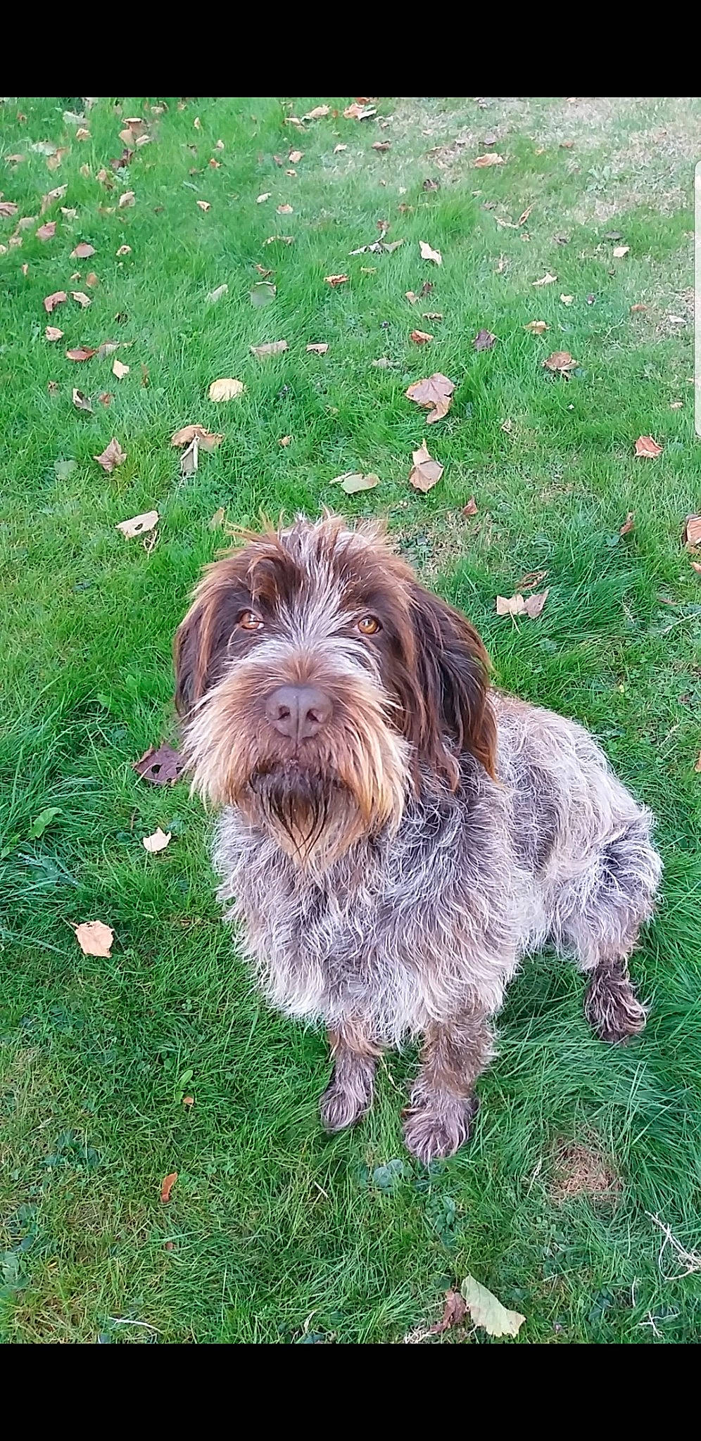 Izia participe au concours pour gagner de l'argent avec cette photo : canidae, carnivore, catalan_sheepdog, cockapoo, companion_dog, dog, dog_breed, fur, grass, groundcover, liver, non_sporting_group, small_terrier, snout, sporting_group, terrestrial_animal, terrier, toy_dog, water_dog, working_animal