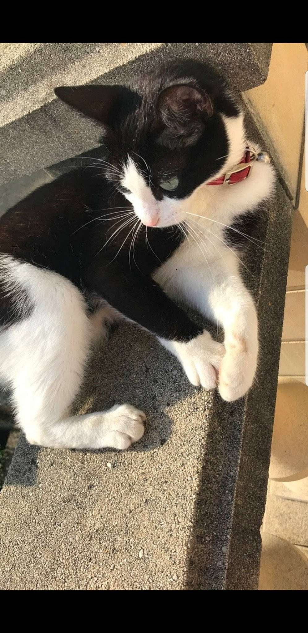 Poulette a rejoint le concours — aidez-le/la à gagner de superbes lots ! carnivore, cat, claw, comfort, domestic_short_haired_cat, felidae, flooring, foot, formal_wear, fur, hardwood, human_leg, mammal, paw, sitting, small_to_medium_sized_cats, snout, tail, vertebrate, whiskers