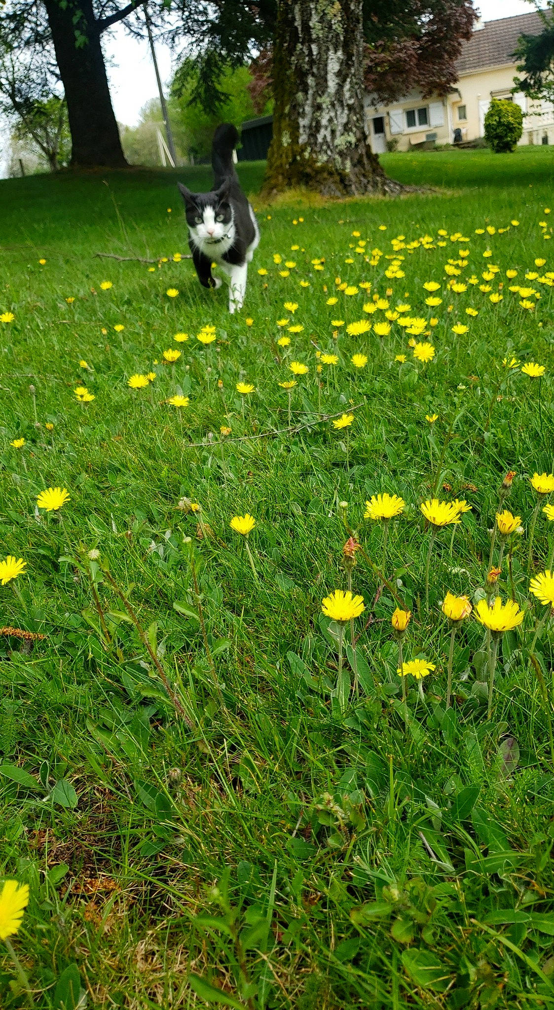 Poulette participe au concours pour gagner de l'argent avec cette photo : carnivore, companion_dog, dandelion, flower, flowering_plant, grass, grass_family, grassland, green, groundcover, herbaceous_plant, landscape, lawn, meadow, natural_landscape, people_in_nature, petal, plant, shrub, tree