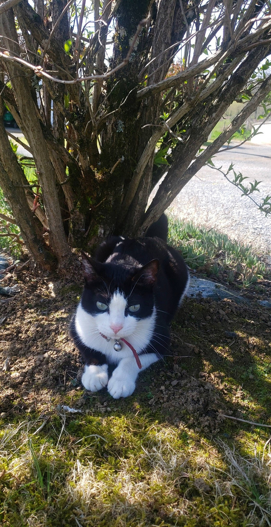 Poulette participe au concours pour gagner de l'argent avec cette photo : branch, carnivore, cat, dog_breed, eye, fawn, felidae, grass, grass_family, groundcover, plant, shrub, small_to_medium_sized_cats, snout, sunlight, tail, tree, twig, whiskers, woody_plant