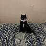 Mystik a rejoint le concours — aidez-le/la à gagner de superbes lots ! cat, tuxedo_cat, black_and_white, pet, animal, feline, bed, blanket, patterned_blanket, indoor, domestic_animal, sitting, looking_at_camera, wall, resting, cozy, cute, fur, whiskers, ears
