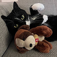 Mystik participe au concours pour gagner de l'argent avec cette photo : cat, black_and_white, green_eyes, plush_toy, teddy_bear, couch, gray_fabric, whiskers, paws, indoor, cozy, pet, playful, relaxed, feline, close_up, soft_toy, cute, animal, domestic
