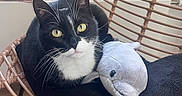Mystik participe au concours pour gagner de l'argent avec cette photo : cat, tuxedo_cat, yellow_eyes, plush_toy, dolphin_plush, wicker_chair, black_cushion, indoor, window, natural_light, pet, feline, cozy, relaxed, home, curious, animal, fur, whiskers, sitting