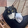 cat, tuxedo_cat, yellow_eyes, plush_toy, dolphin_plush, wicker_chair, black_cushion, indoor, window, natural_light, pet, feline, cozy, relaxed, home, curious, animal, fur, whiskers, sitting