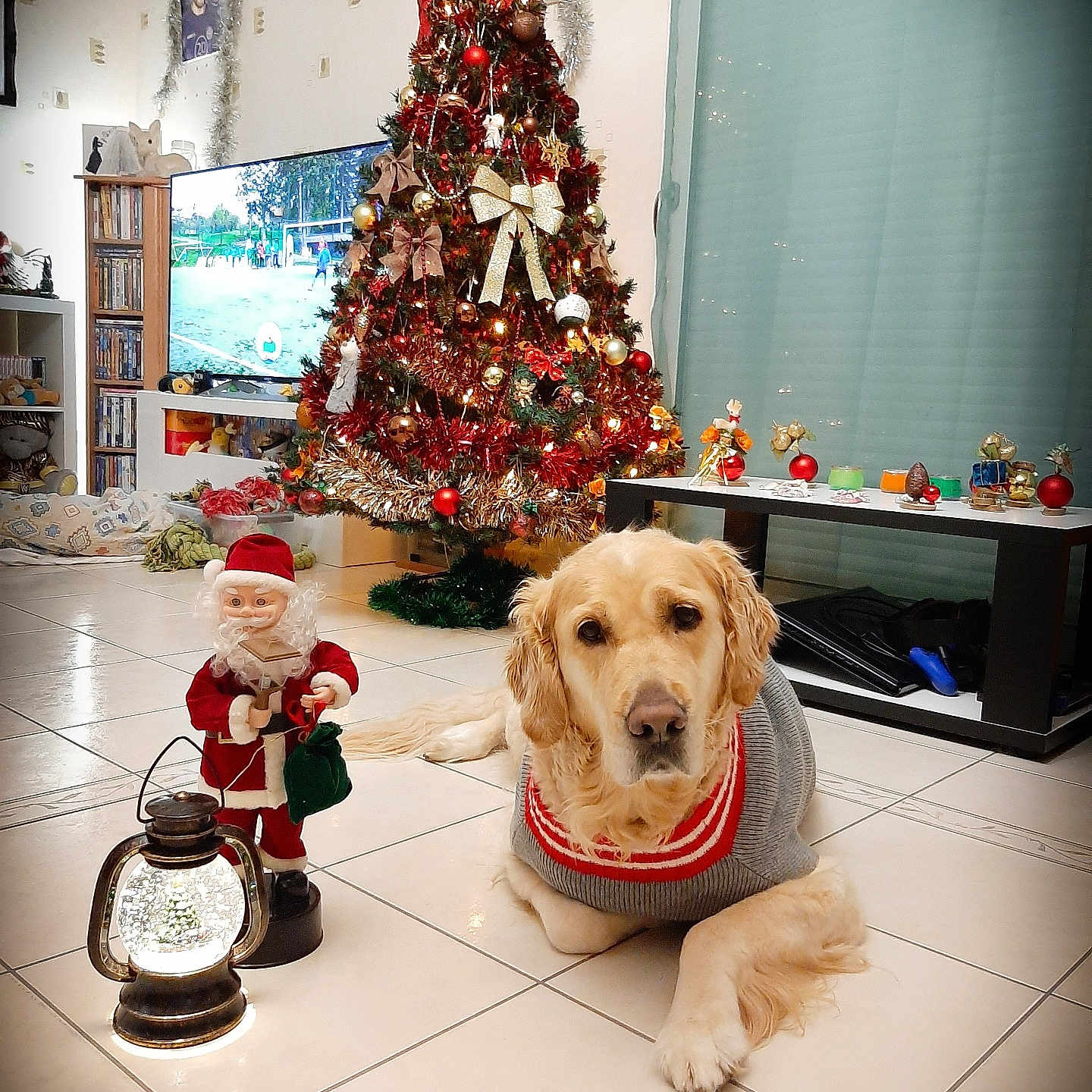 Lady a rejoint le concours — aidez-le/la à gagner de superbes lots ! animal, baby, candle, canine, christmas, christmasdecorations, computerhardware, dog, electronics, face, festival, hardware, head, monitor, person, pet, plant, screen, toy, tree