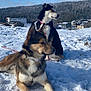 Paco participe au concours pour gagner de l'argent avec cette photo : dog, snow, outdoor, winter, sky, clouds, village, forest, landscape, animal, pet, canine, nature, daytime, collar, leash, fur, muzzle, ears, resting