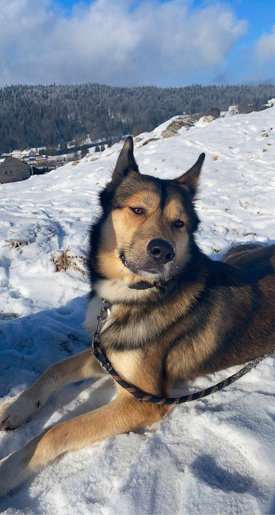 Paco