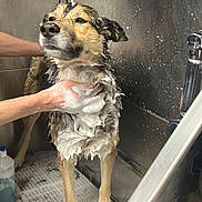 Paco a rejoint le concours — aidez-le/la à gagner de superbes lots ! dog, bath, soap, foam, wet, animal, pet, shower, cleaning, metal, sink, hand, fur, paws, grooming, indoor, expression, bathroom, water, care
