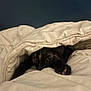 cat, tortoiseshell, blanket, bed, cozy, indoor, resting, fur, animal, cute, pet, comfort, warm, hiding, eyes, paws, soft, relaxed, sleepy, domestic