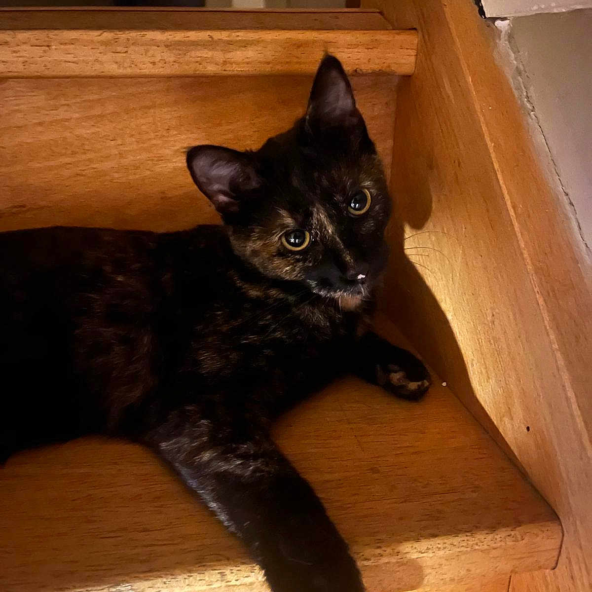 Yuma participe au concours pour gagner de l'argent avec cette photo : animal, cat, cozy, curious, cute, domestic, eyes, face, feline, home, indoor, light, looking, paw, pet, relaxed, resting, stairs, tortoiseshell, wood
