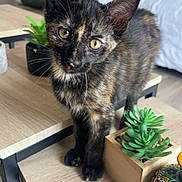 Yuma a rejoint le concours — aidez-le/la à gagner de superbes lots ! kitten, cat, tortoiseshell, pet, animal, table, wooden_table, plant, potted_plant, succulent, indoor, living_room, furniture, sofa, curious, close_up, domestic_cat, whiskers, ears, eyes