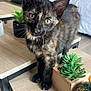 kitten, cat, tortoiseshell, pet, animal, table, wooden_table, plant, potted_plant, succulent, indoor, living_room, furniture, sofa, curious, close_up, domestic_cat, whiskers, ears, eyes