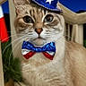 cat, pet, animal, fireworks, hat, bow_tie, patriotic, porch, night, celebration, holiday, festive, sparkly, outdoor, mammal, feline, costume, blue, red, white