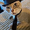 Lil Bit joined the competition — help win amazing prizes! accessory, animal, beige, cat, closeup, curious, cute, eyes, face, feline, fur, hat, indoor, mischievous, pet, portrait, relaxed, texture, tie, whiskers